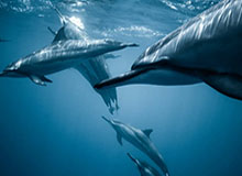 开云-津门两支球队参赛